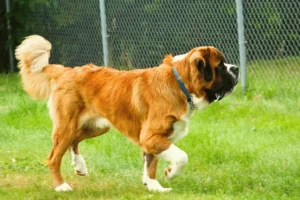 saint bernard price in india