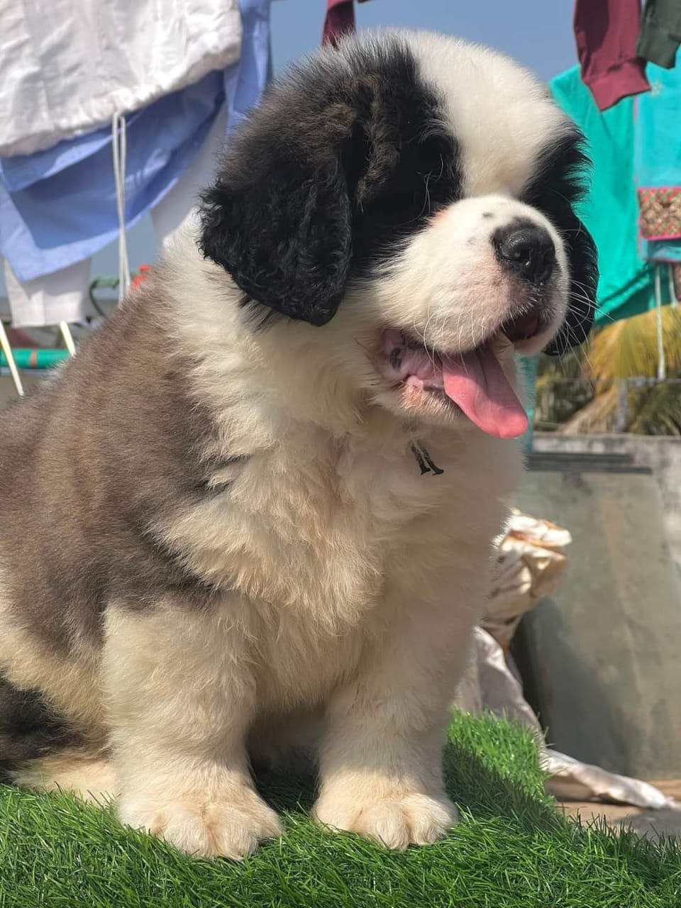 Saint Bernard Puppy for Sale in Bangalore at 15000