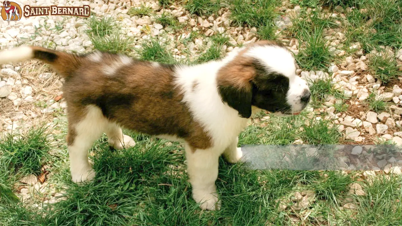 St bernard dog in kerala