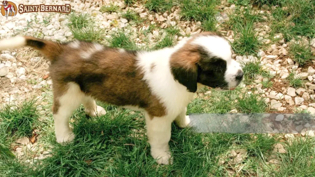 t. Bernard dog standing on a lush green landscape in Kerala, India