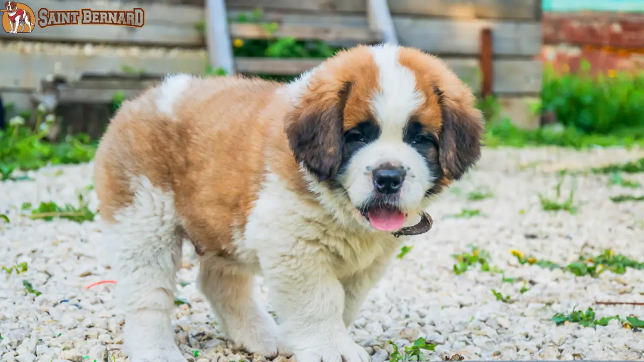 Saint Bernard dog relaxing in a colorful garden.