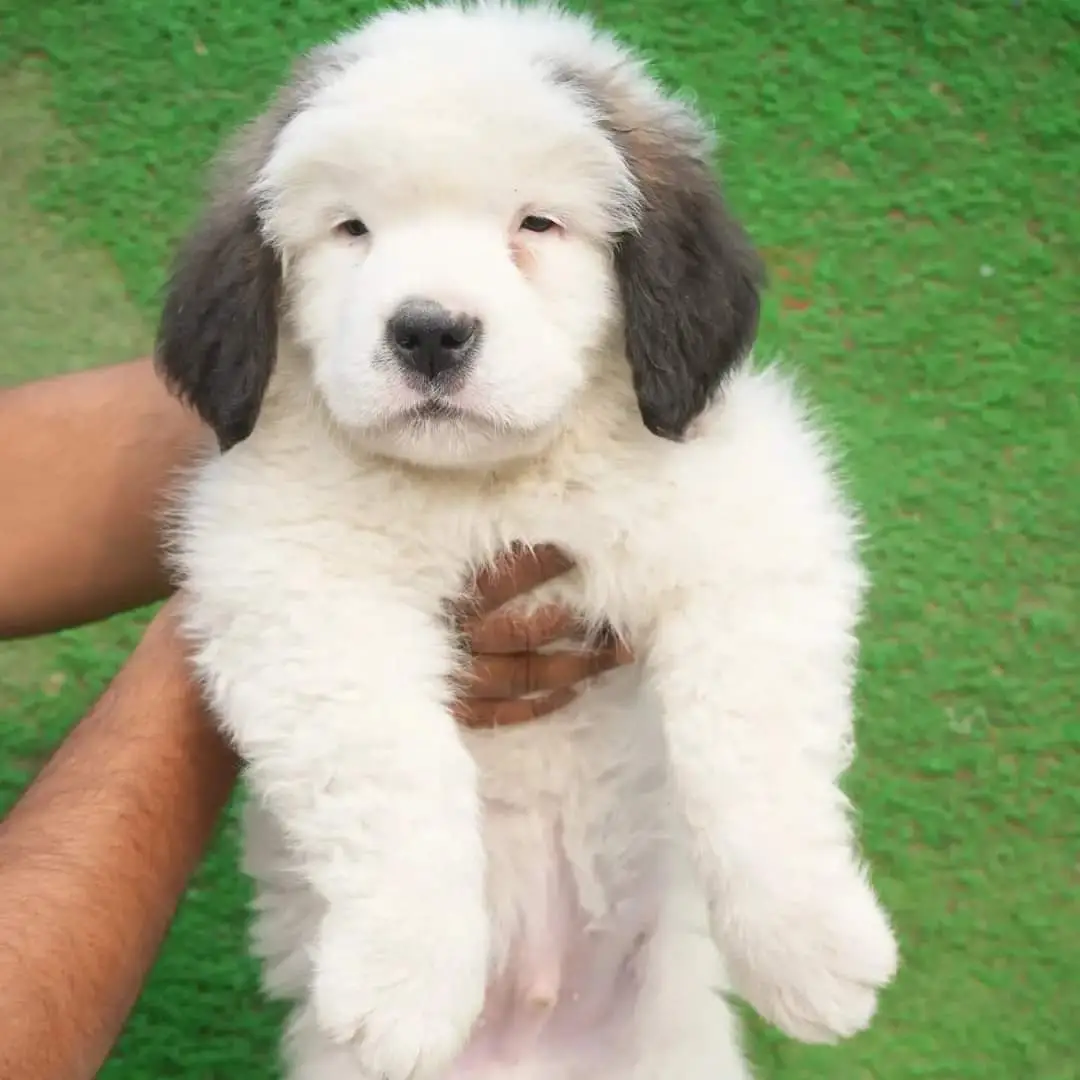 saint bernard dog price in bangalore