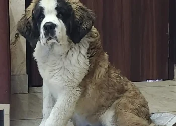 saint bernard dog price in hyderabad